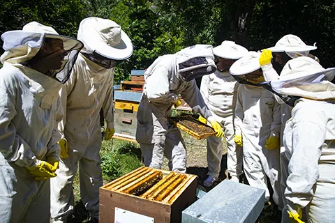 Ser apicultor per un dia